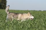 ALASKAN MALAMUTE 173